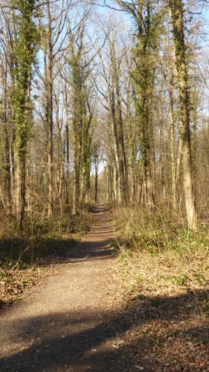 25misburger volkslauf 16 20220316